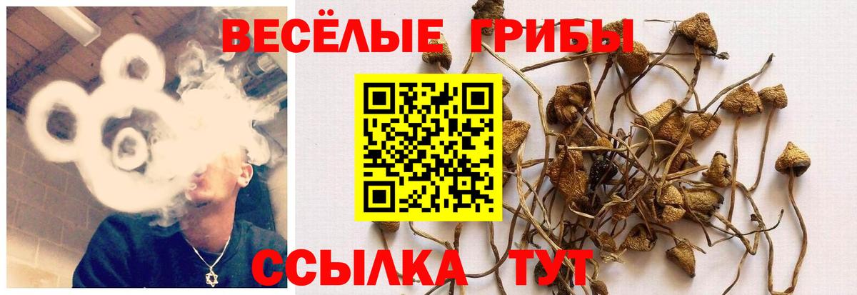 Галлюциногенные грибы прущие грибы Бахчисарай
